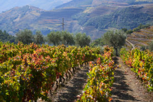 vineyards, Douro Valley, Portugal vineyards, Douro Valley, Portugal